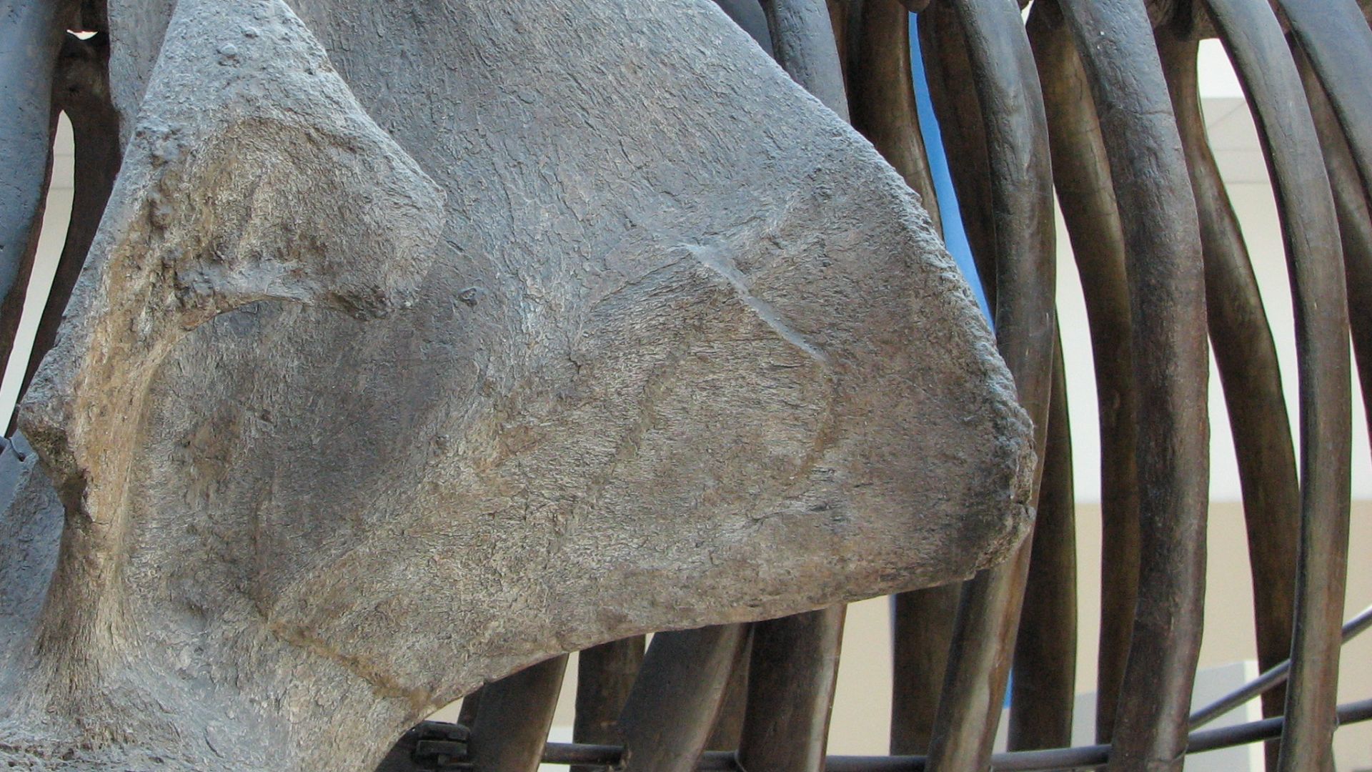 File:Mammoth skeleton 03.JPG