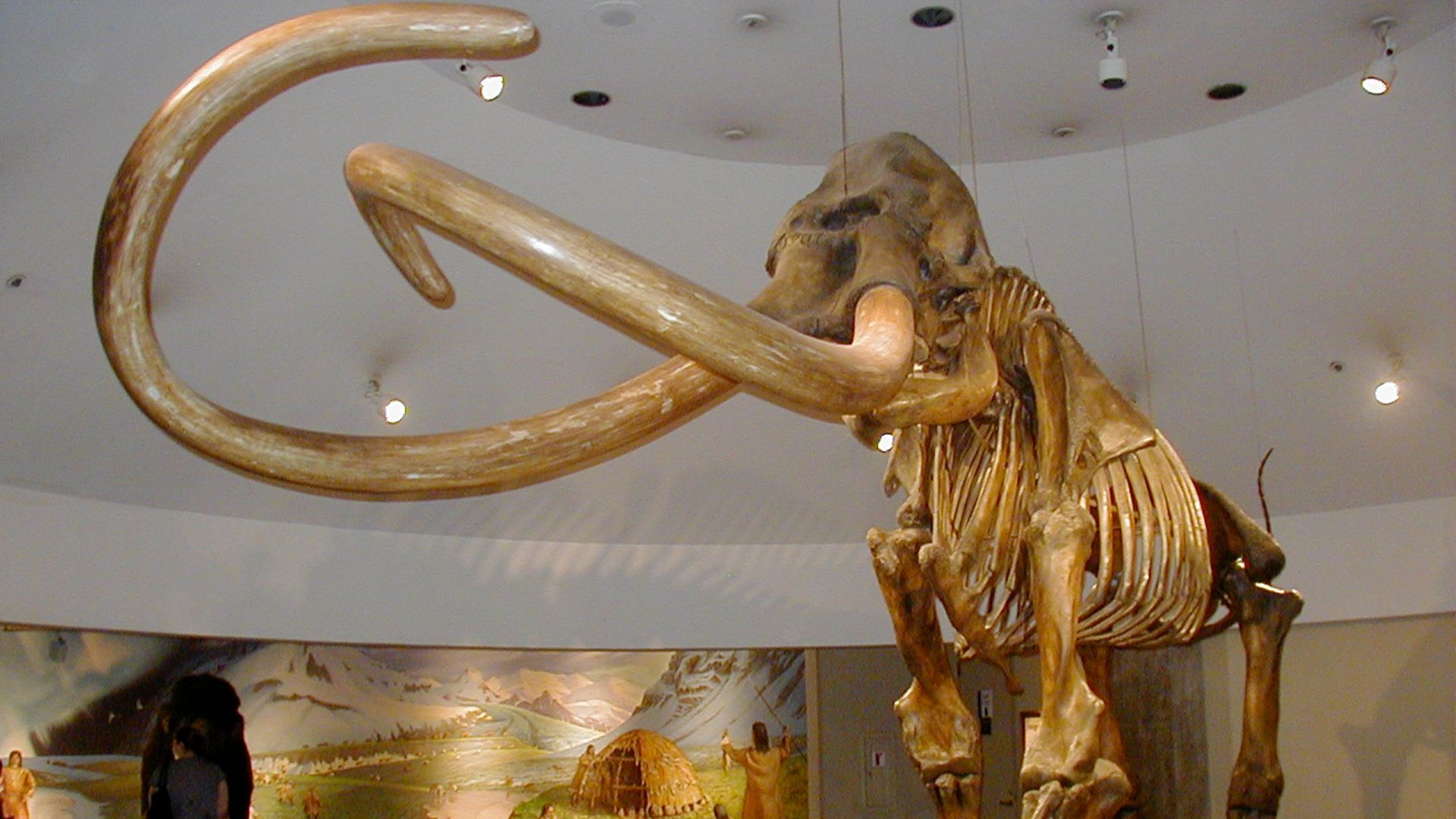 File:Columbian mammoth.JPG