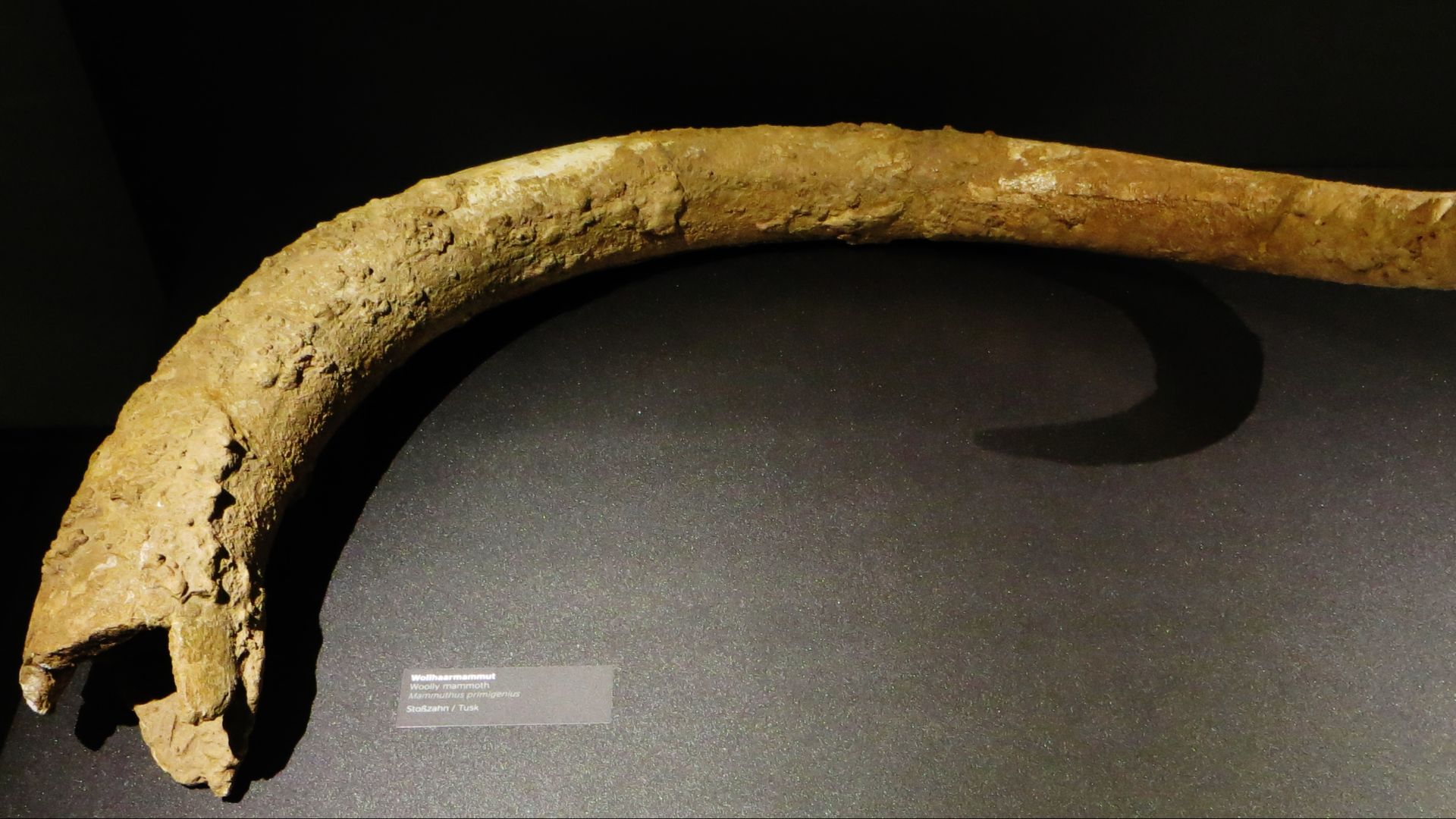 File:Mammuthus primigenius tusk.jpg