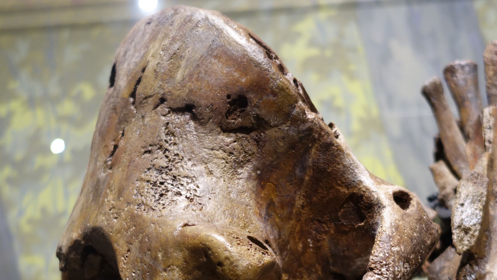 File:Mammuthus primigenius Museum of Ancient Life 2.jpg