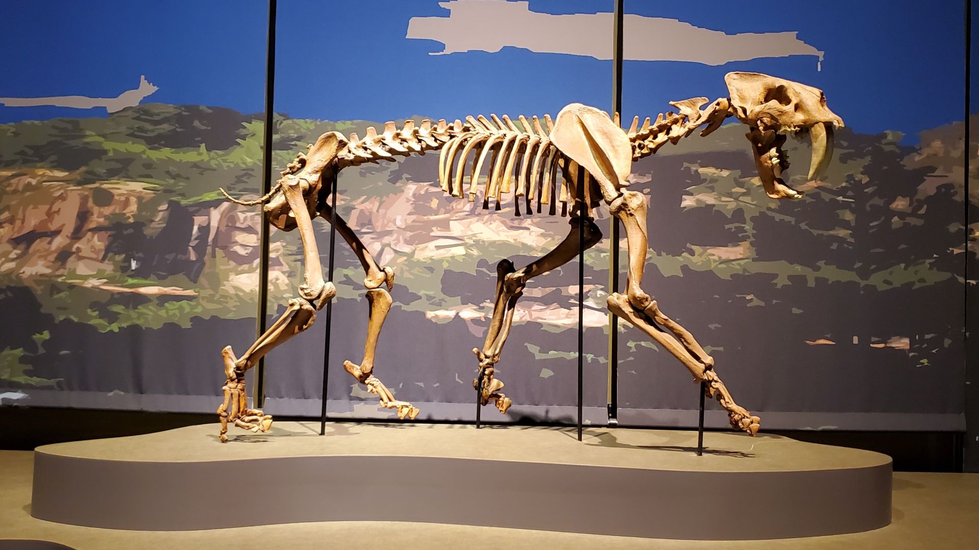 File:Smilodon populator fossil, Tellus Science Museum 2.jpg