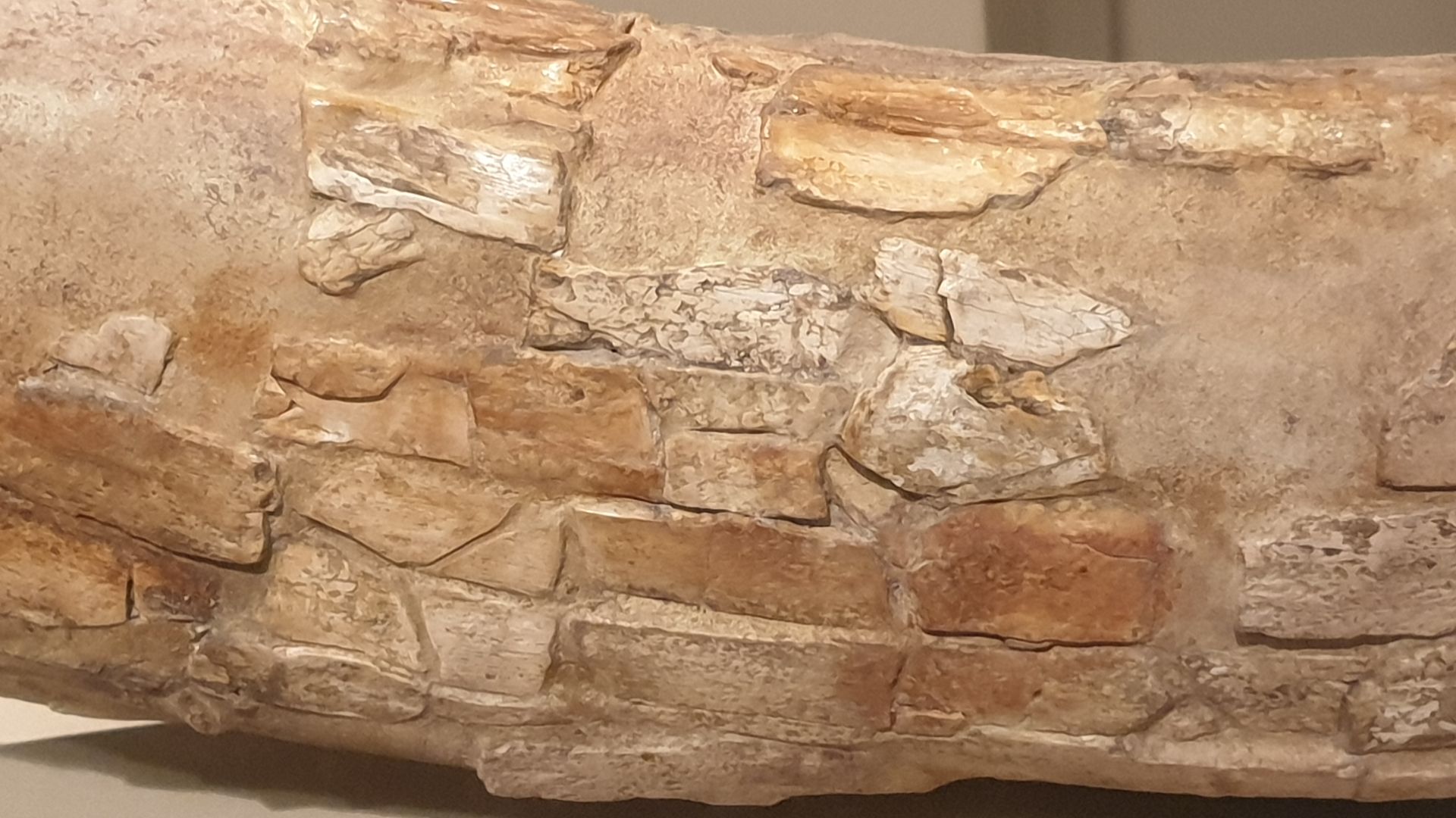 File:Em - Mammuthus primigenius - 15.jpg