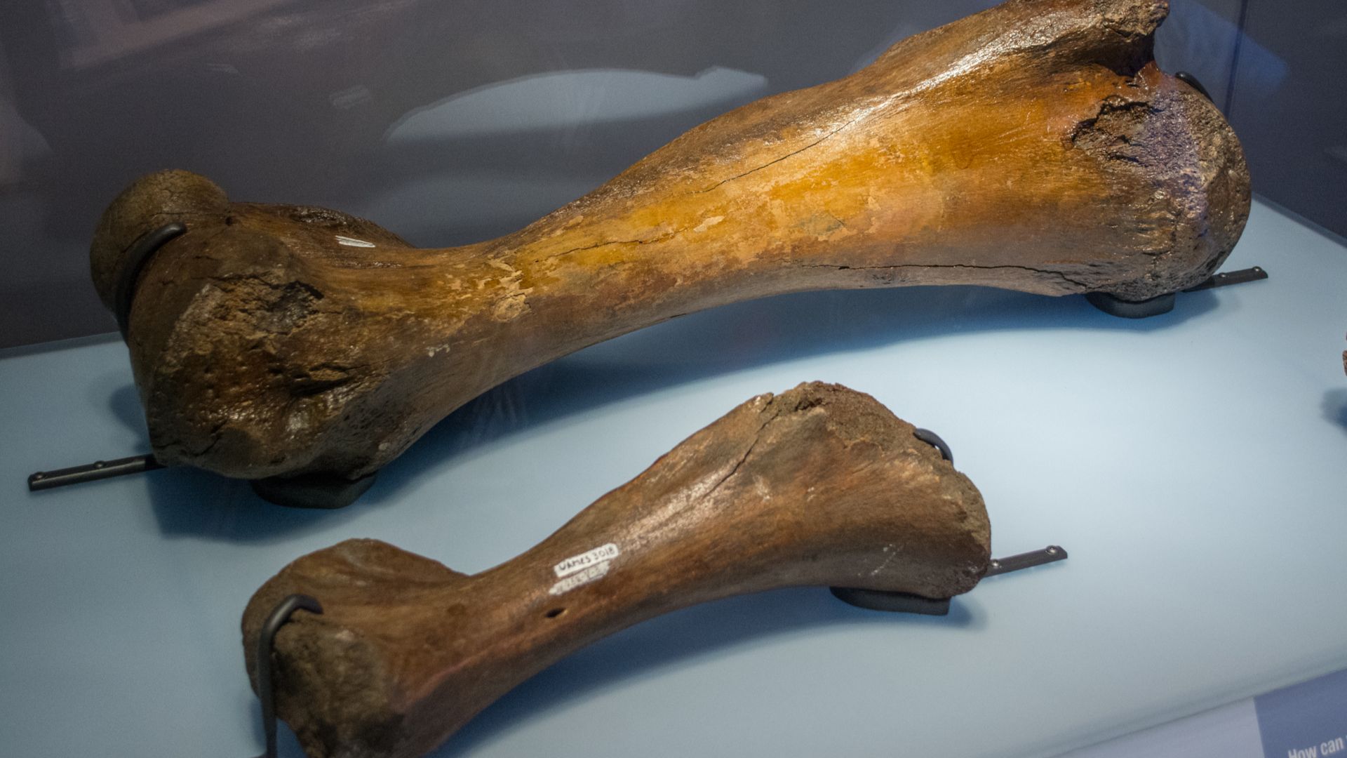 File:Adult and juvenile Mammuthus primigenius humerus - Cleveland Museum of Natural History - 2014-12-26 (20700613500).jpg