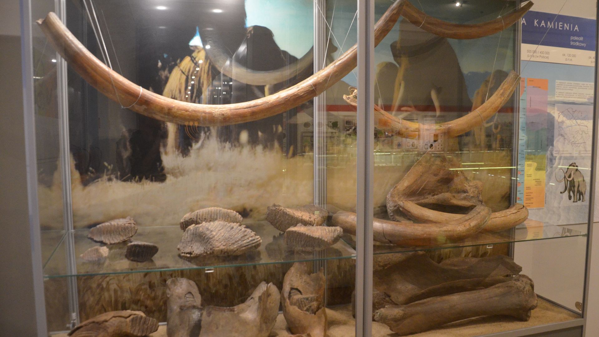 File:02021 0014 Woolly mammoth bones found in Przemysl Region.jpg