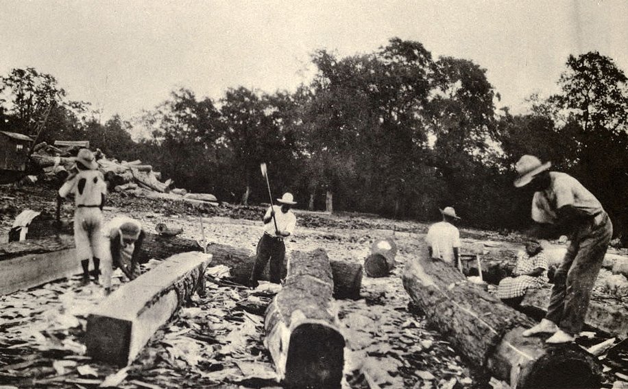 The forests and flora of British Honduras (1936)