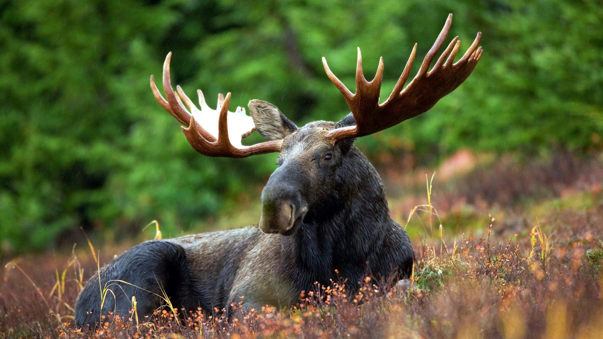 black moose lying on field during daytime