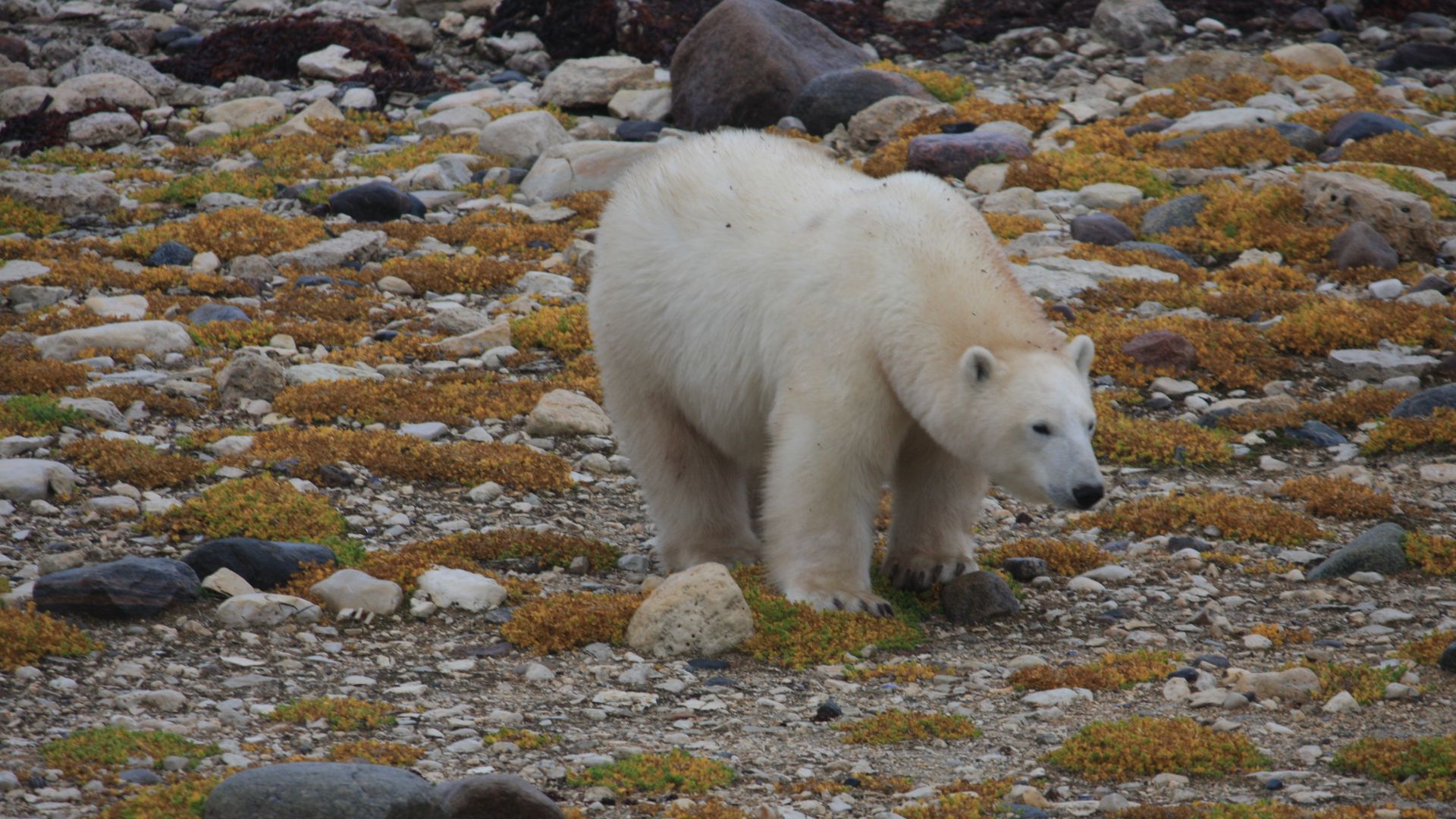 File:Polar Bear - Churchill, Manitoba (40585709544).jpg