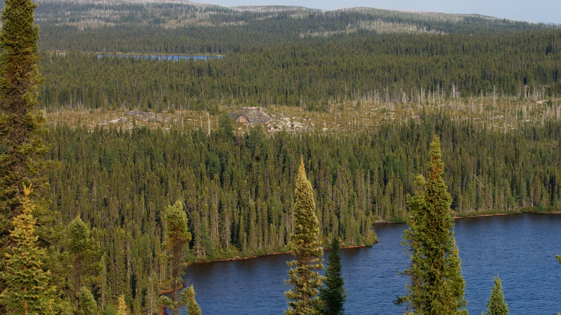 File:Taiga Landscape in Canada.jpg