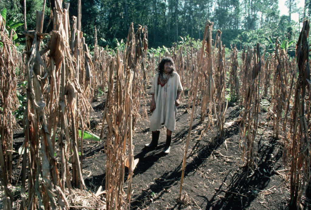 Lacondon Man in Milpan Field