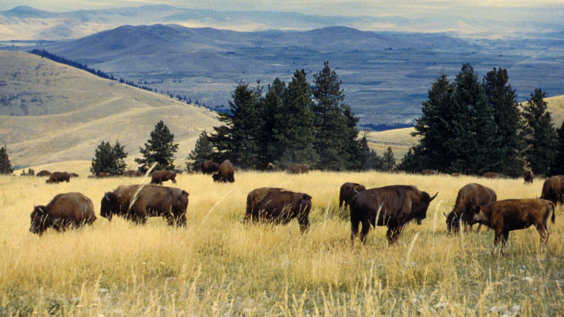 File:Bison herd grazing at the National Bison Range.jpg