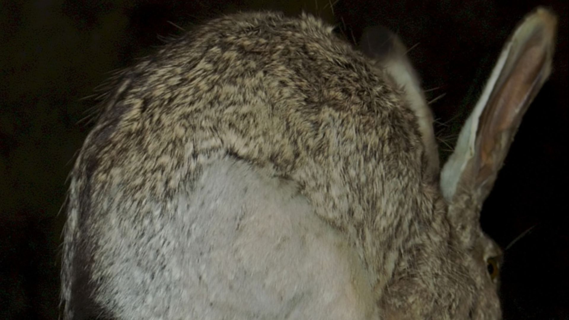 File:Lepus californicus 3zz.jpg