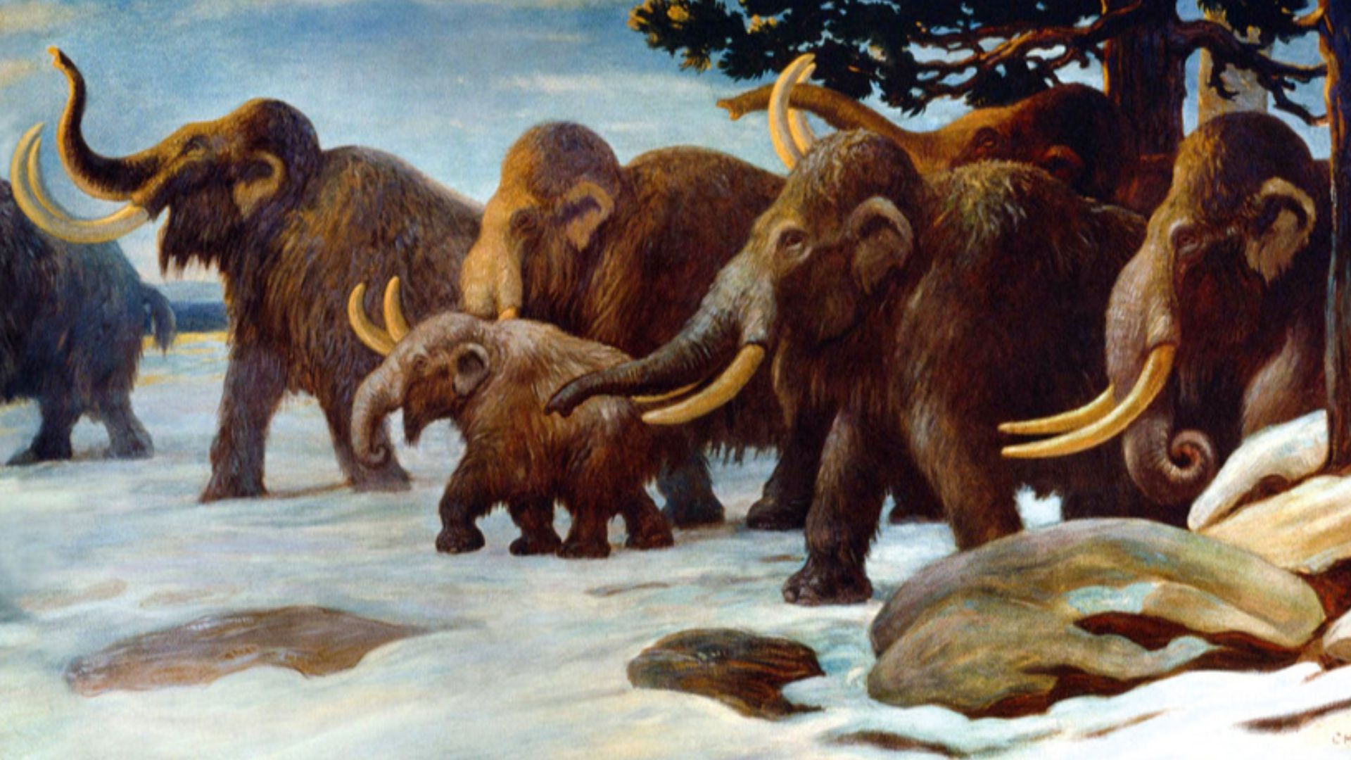 File:Wooly Mammoths.jpg