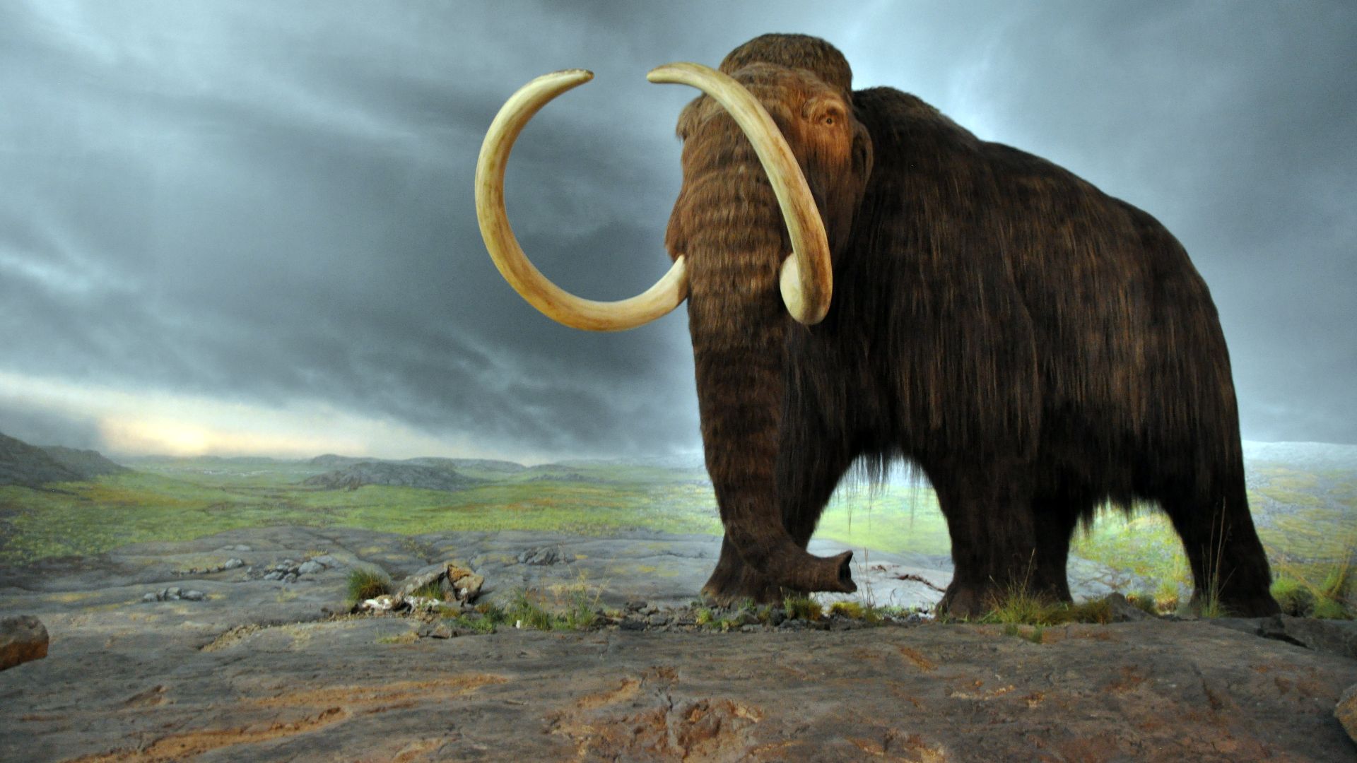 File:Woolly mammoth.jpg