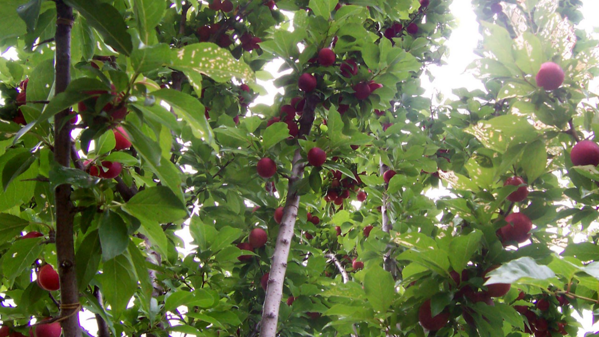 File:Plum tree with fruit.jpg