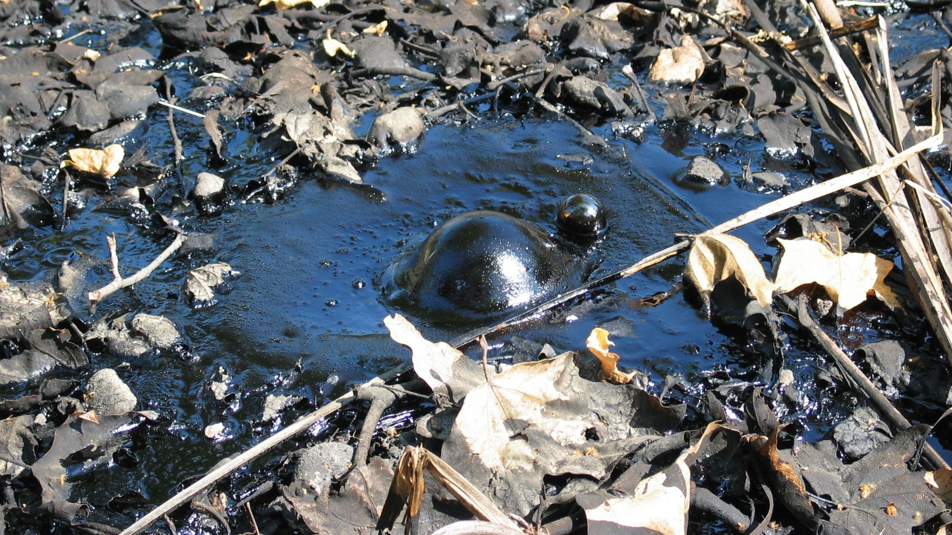 File:USA tar bubble la brea CA.jpg