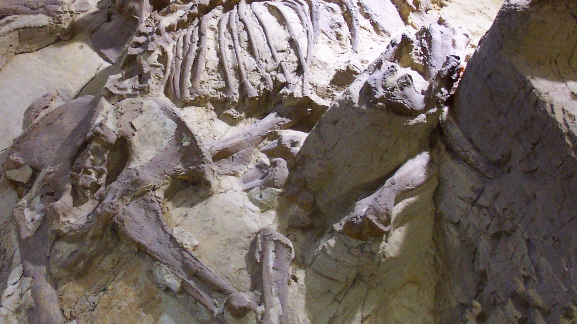 File:Mammoth Site Hot Springs.jpg