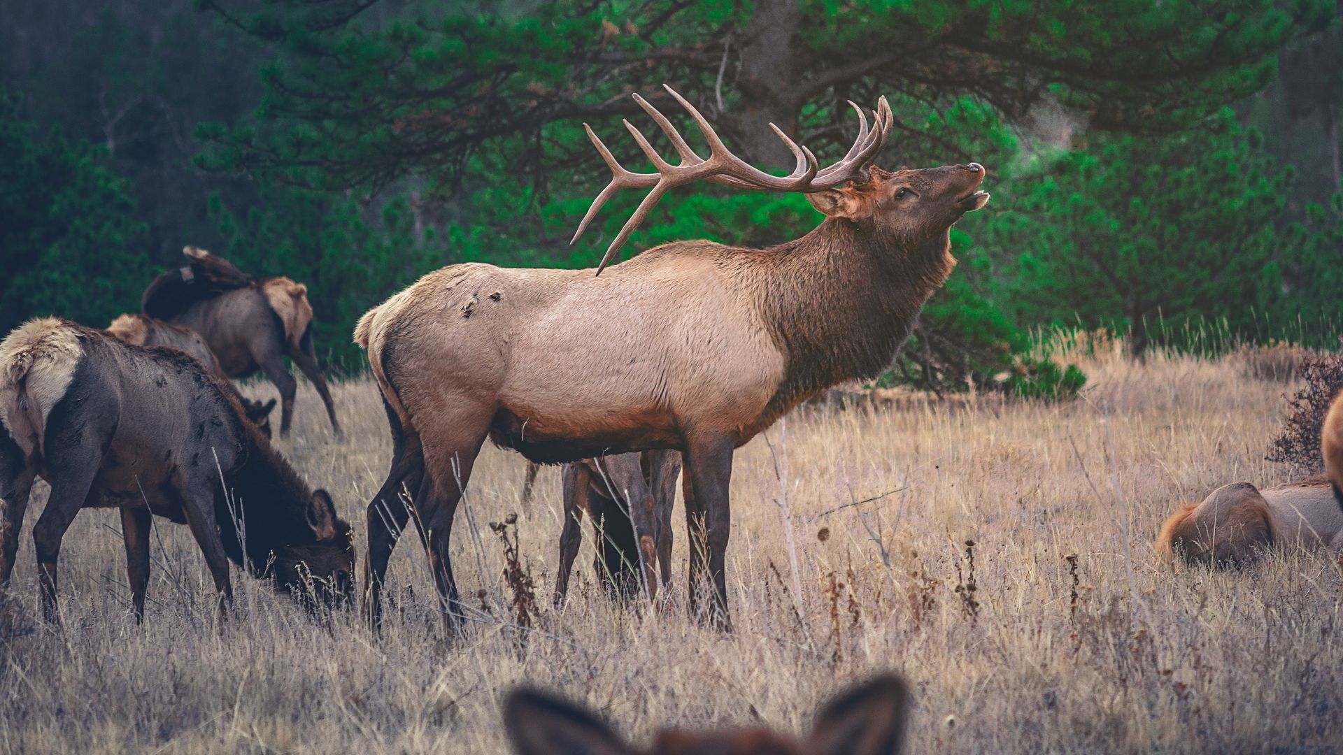 brown moose near green tree at daytime