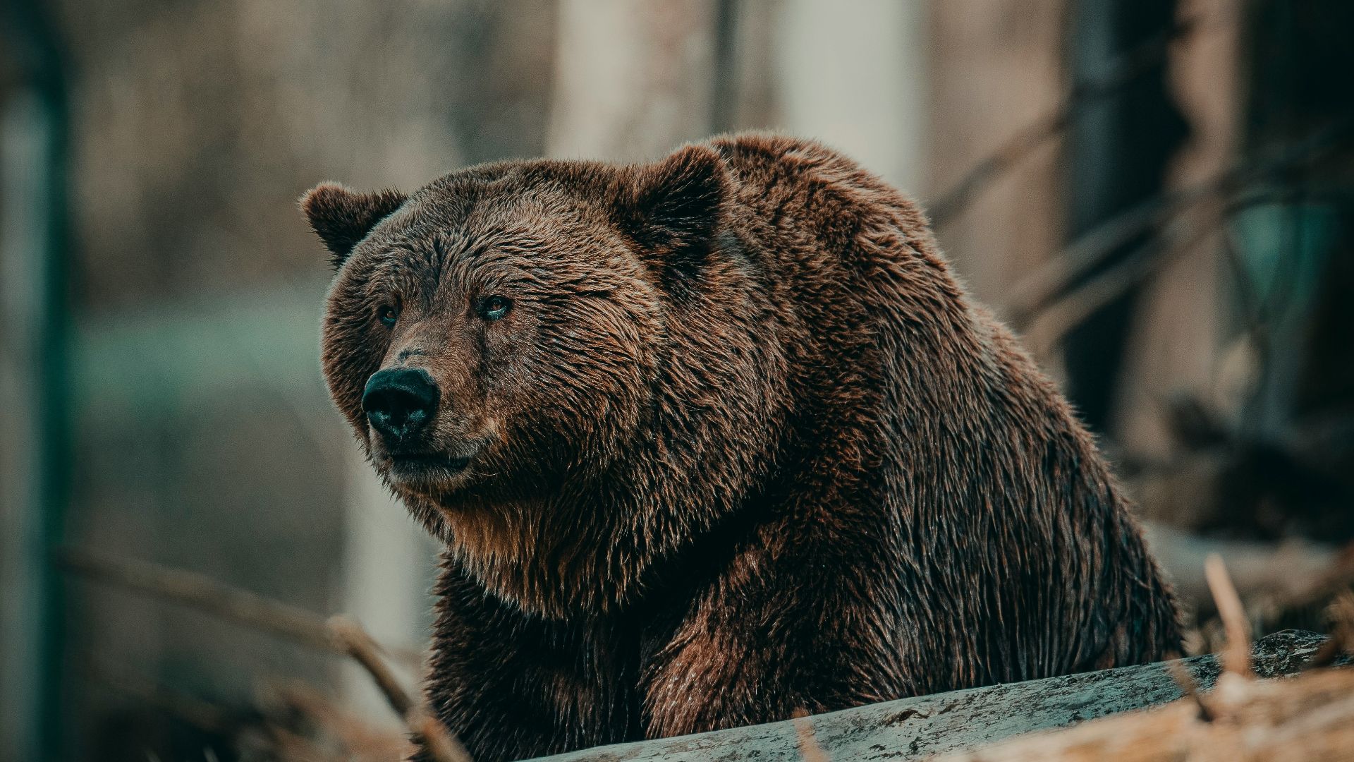 brown bear on brown wooden log during daytime
