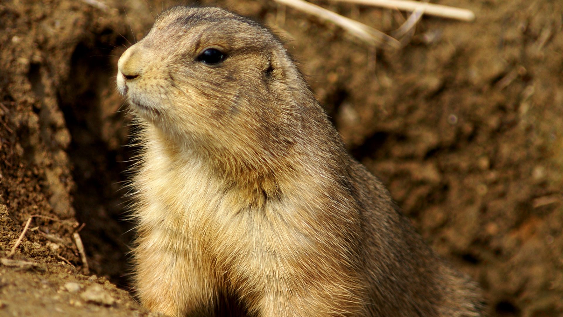 File:Prairie Dog Washington DC 1.jpg
