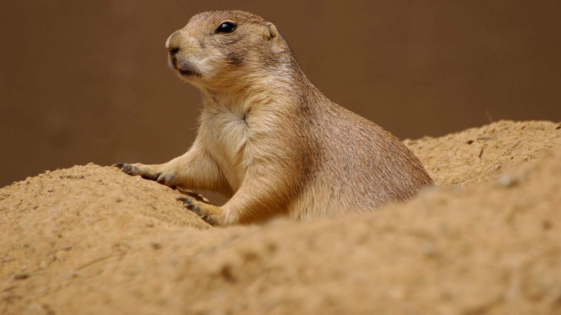 File:Natinoal zoological park, Washington DC, USA (677588606).jpg