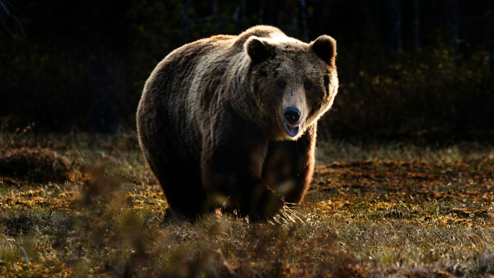 brown bear
