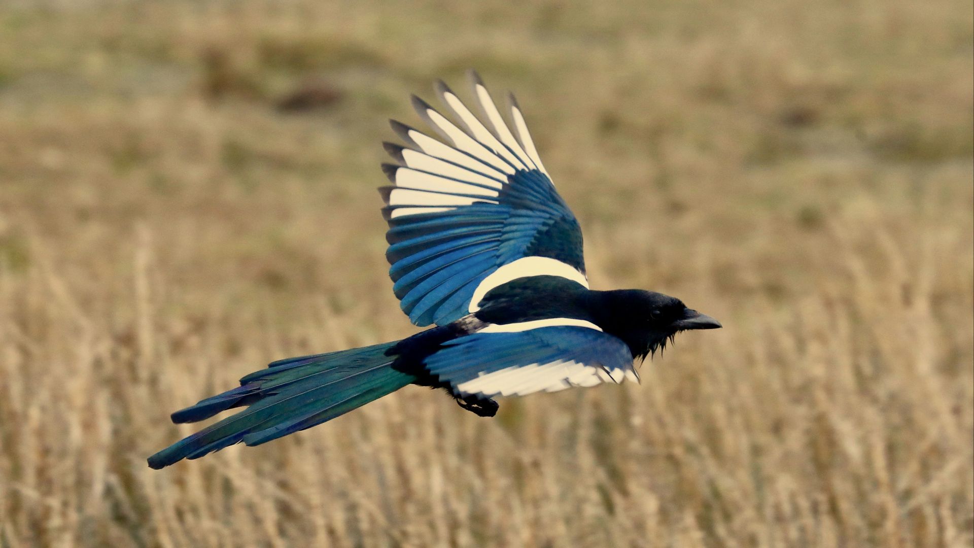 a blue and white bird flying over a dry grass field