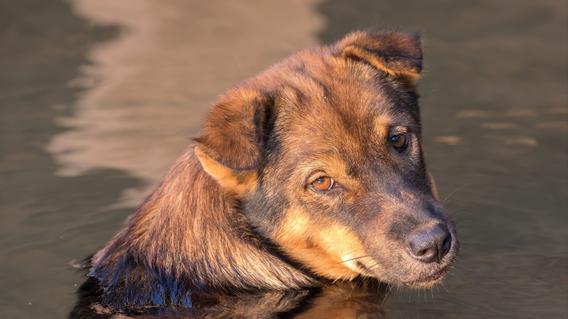 File:Liver yellow dog in the water looking at viewer at golden hour in Don Det Laos.jpg