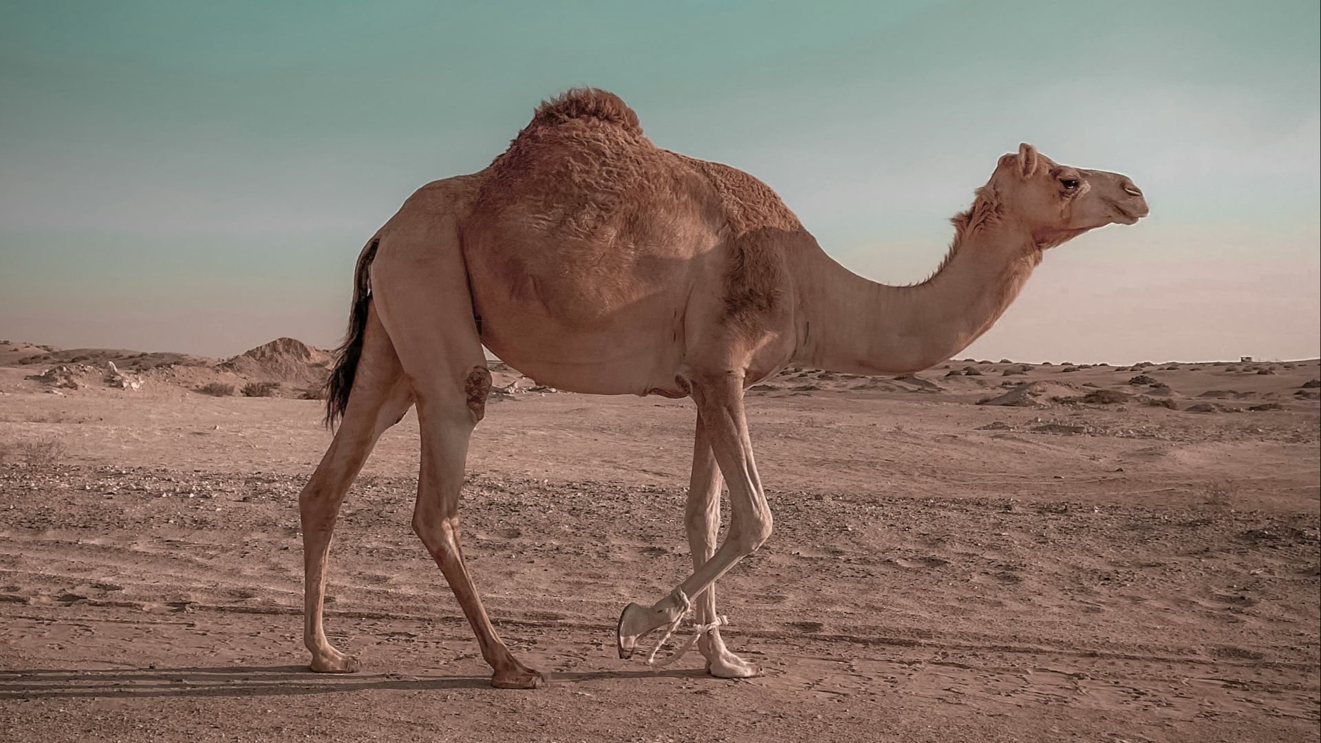 brown camel on brown sand during daytime