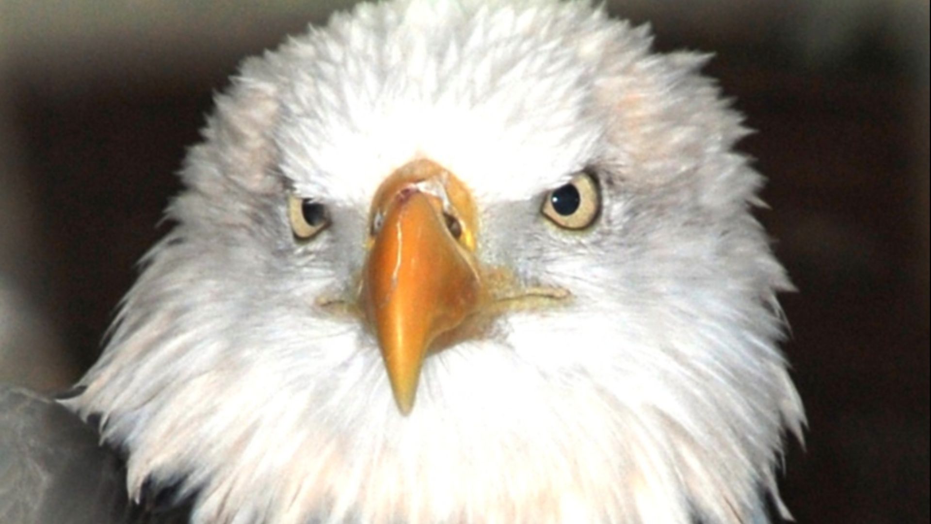 File:DollywoodBaldEagle.jpg