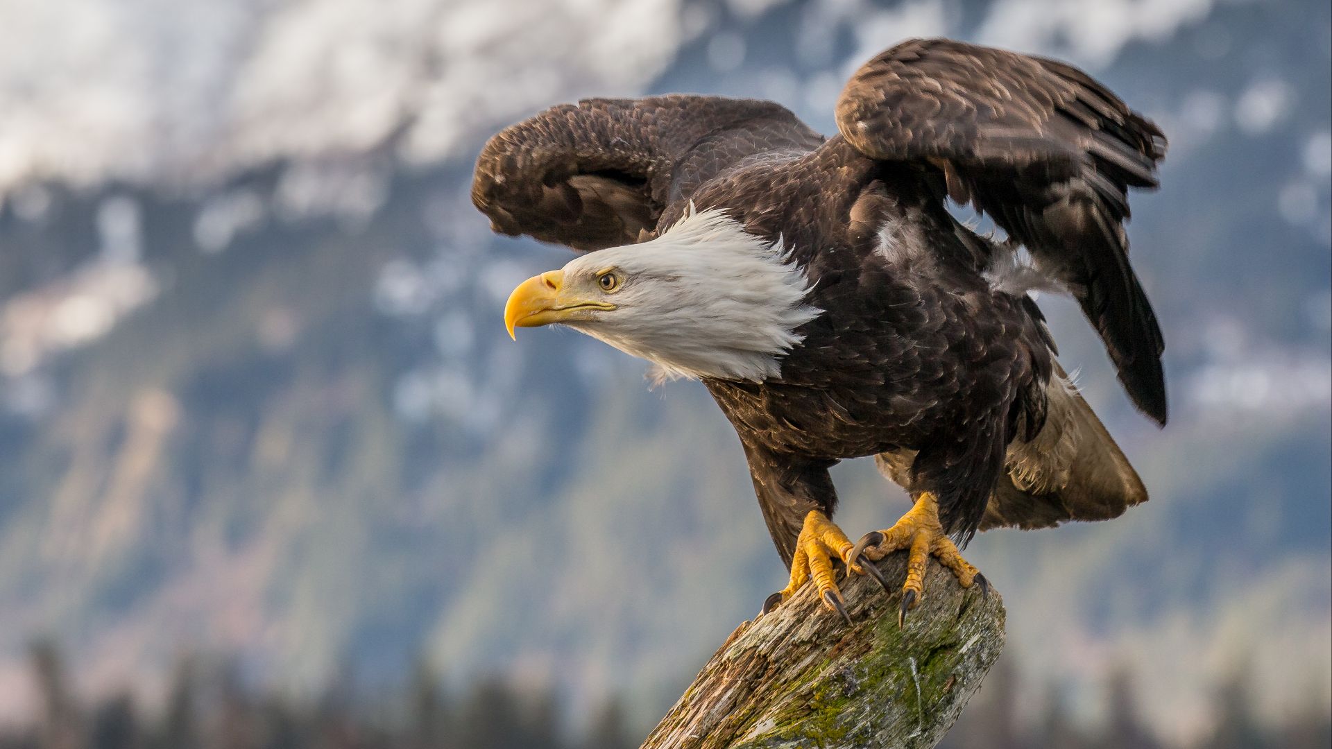 File:Bald eagle about to fly in Alaska (2016).jpg