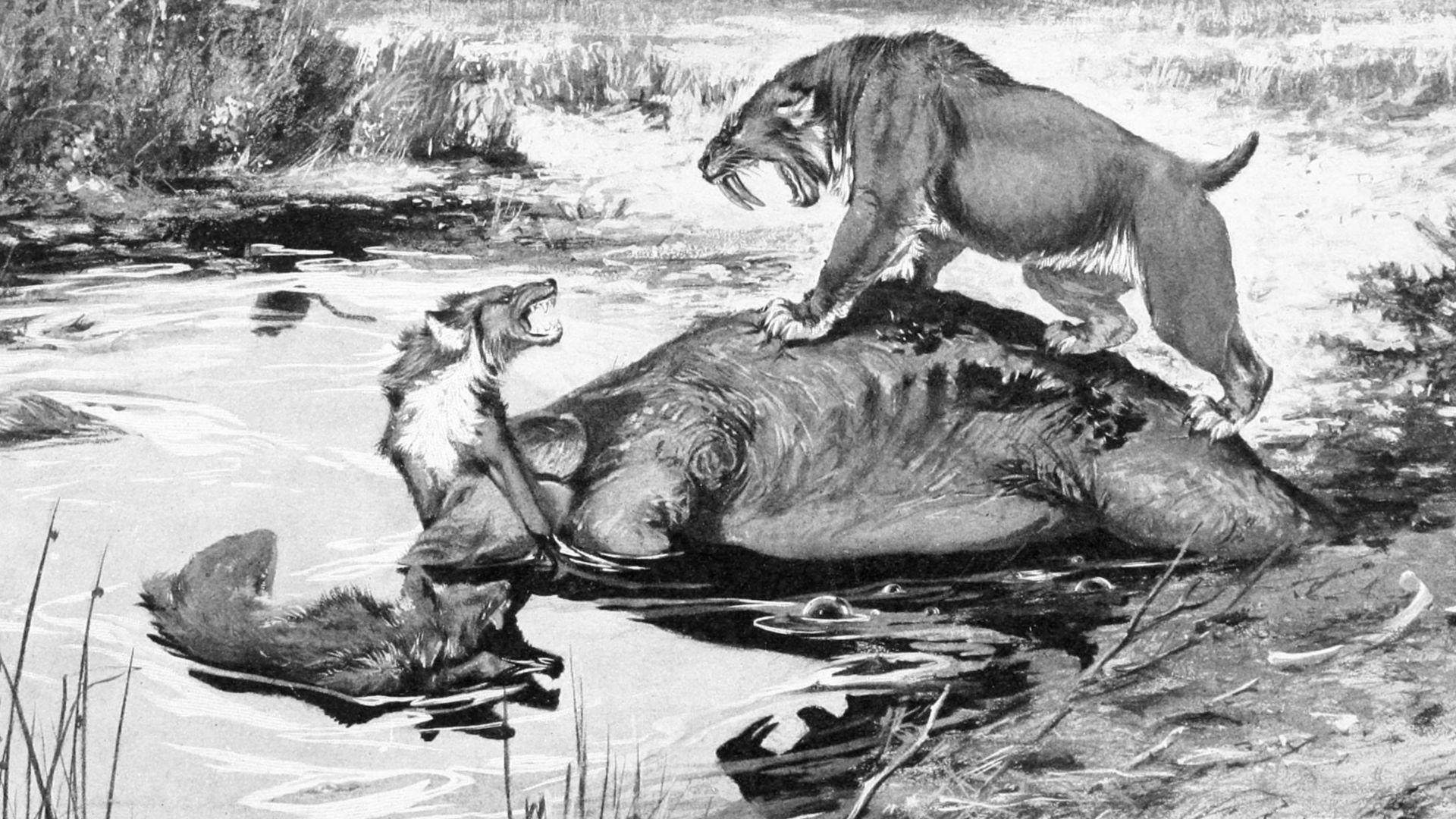 File:Smilodon and Canis dirus.jpg