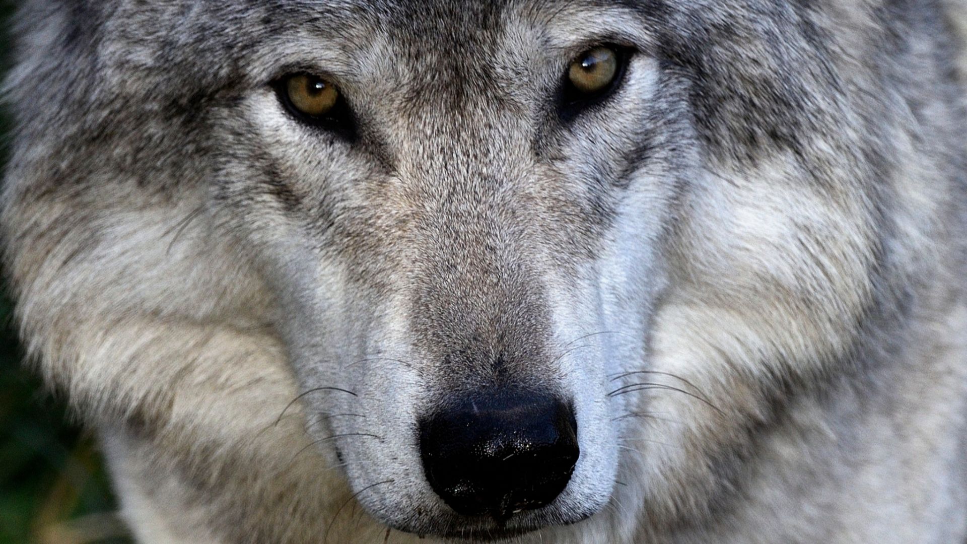 File:Grey wolf.jpg