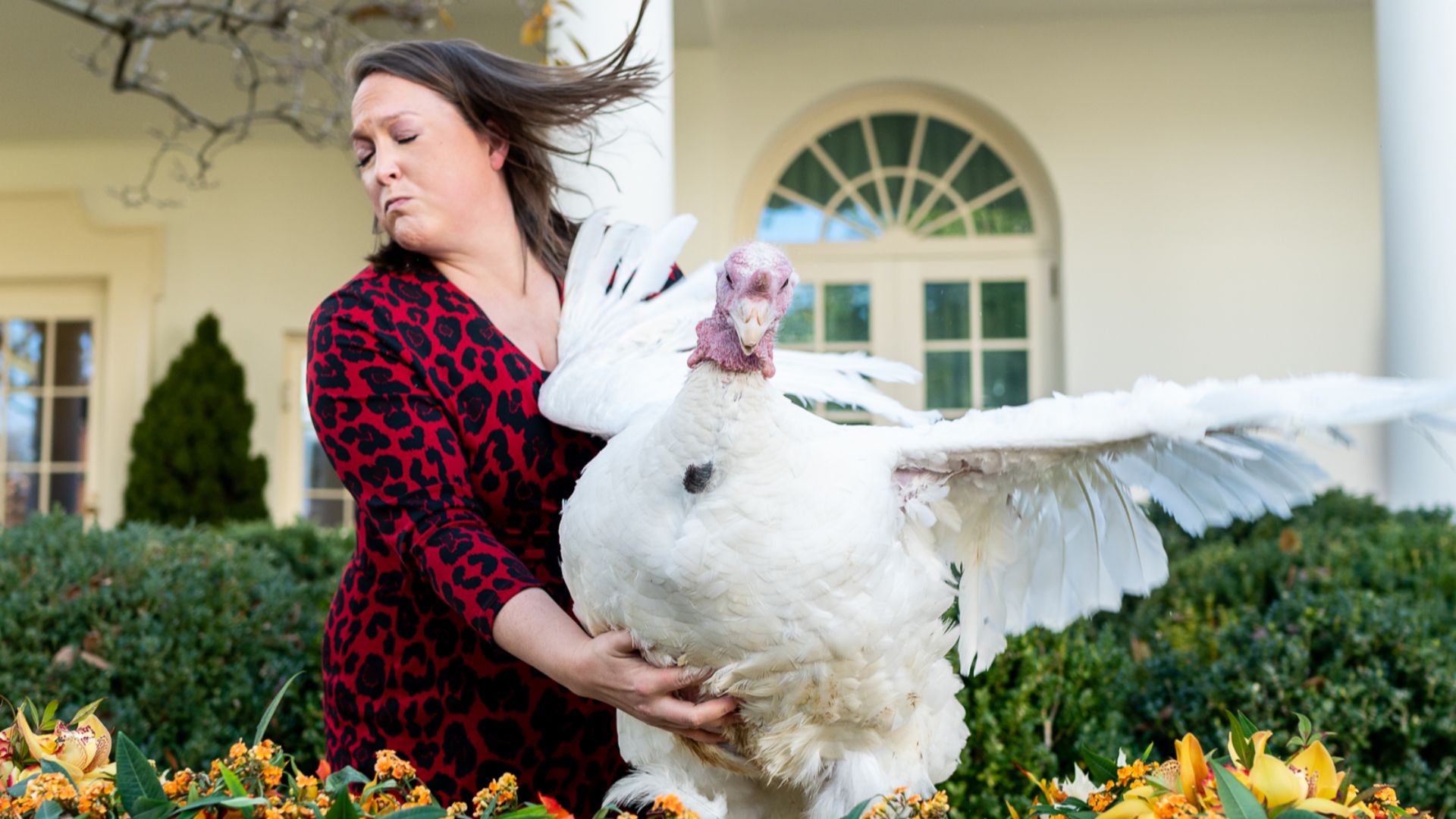 File:The 2019 National Thanksgiving Turkey Presentation (49129136023).jpg