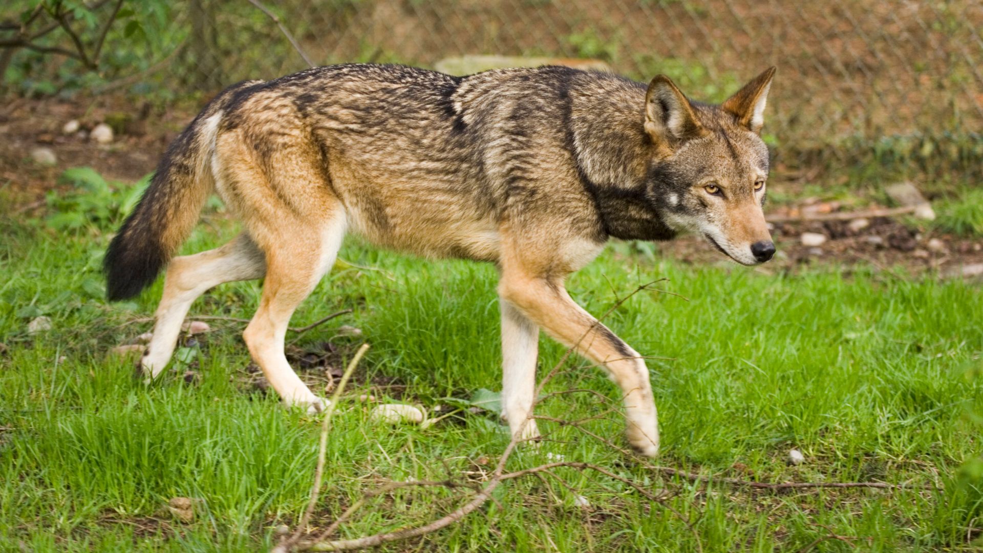 File:Adult Red Wolf.jpg