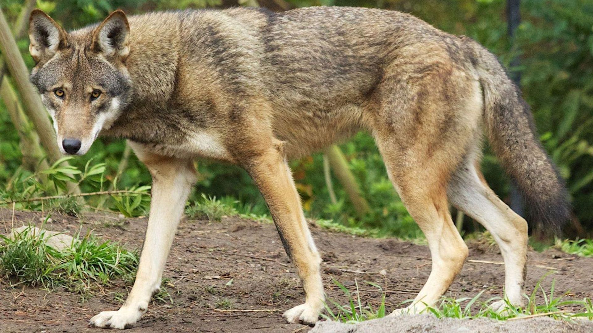 File:Red-Wolf.jpg