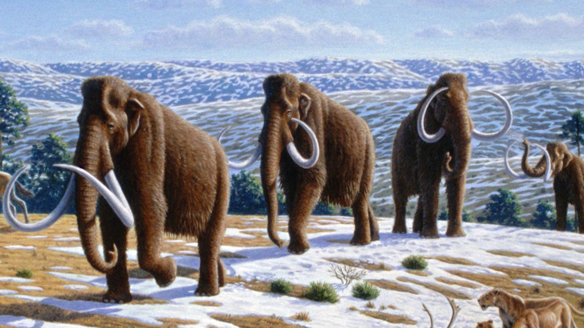 File:Woolly mammoth (Mammuthus primigenius) - Mauricio Antón.jpg