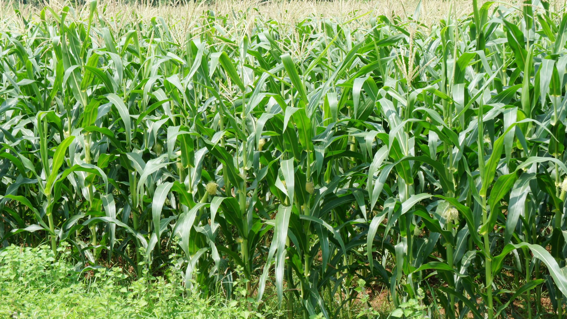 File:Corn plantation.JPG