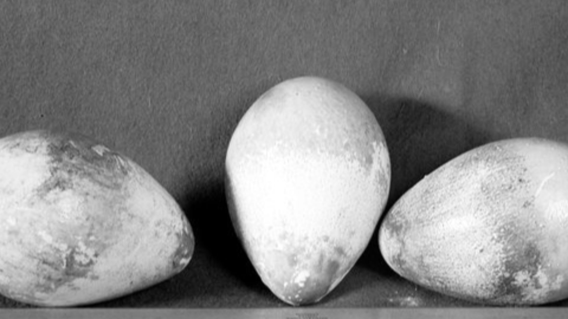 File:Emperor Penguin eggs.jpg