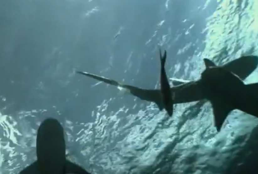 A screenshot from the movie USS Indianapolis: Men of Courage