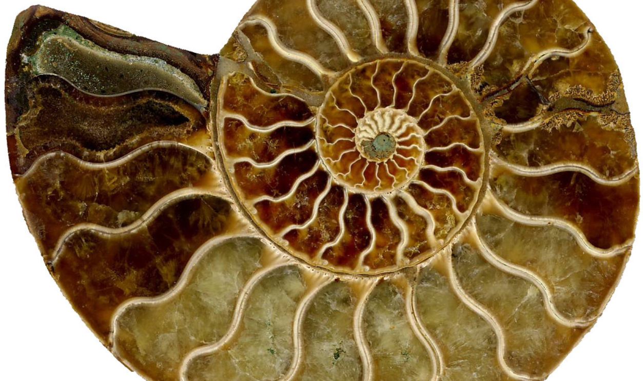 Aesthetic Appeal As A Possible Motivation