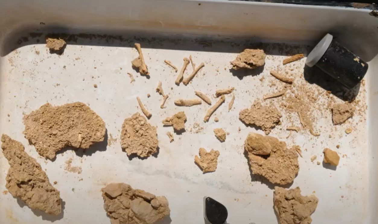 Comparison To Modern Children’s Collecting Habits