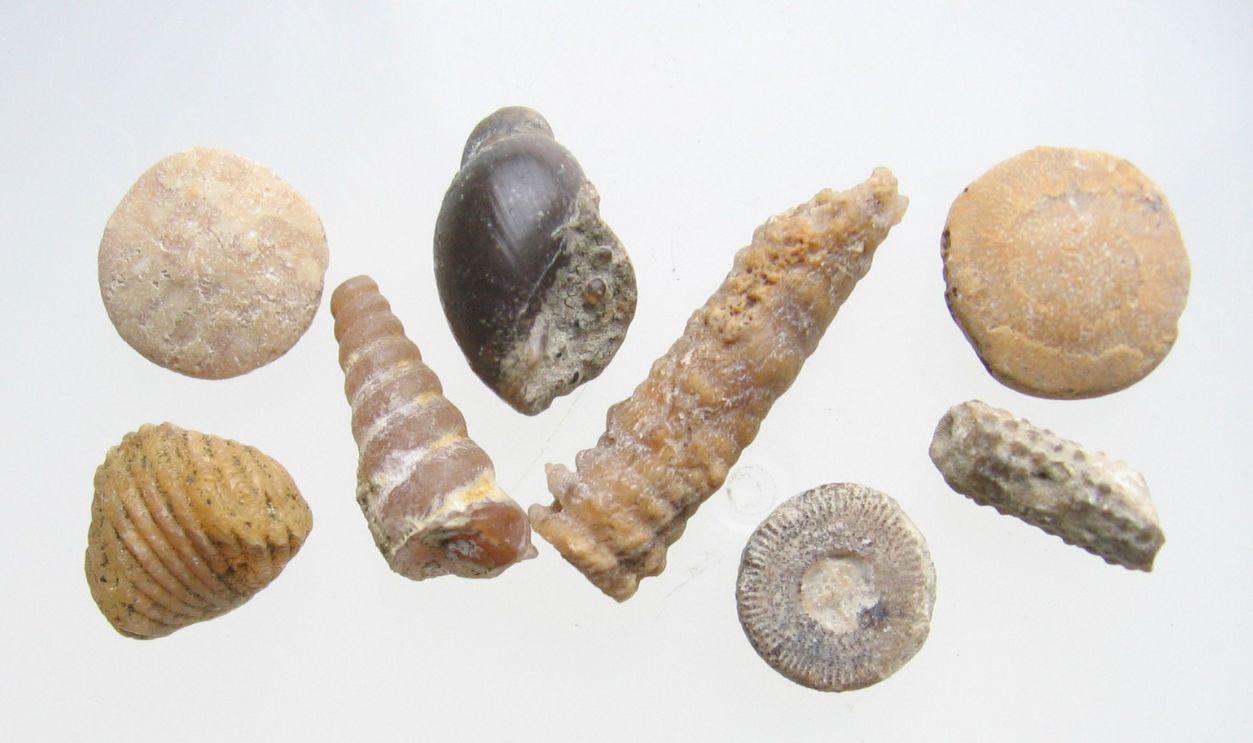 Possible Symbolic Or Cultural Significance