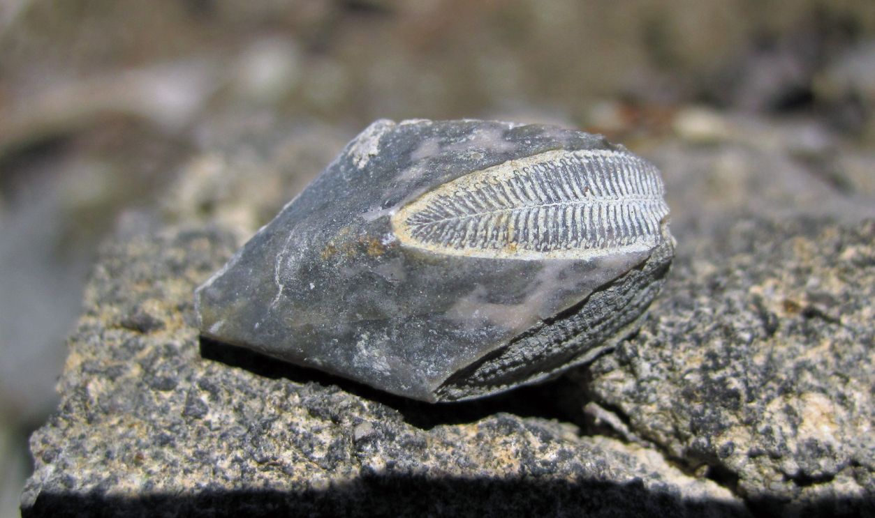 Fossils As Objects Of Play Or Curiosity