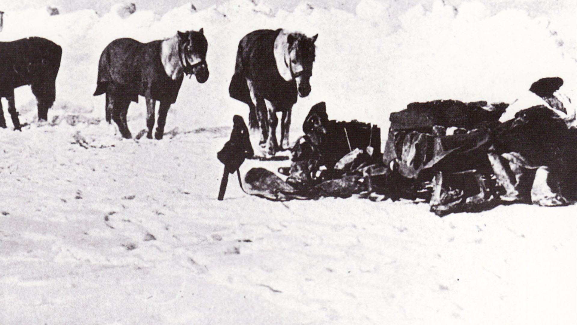File:Siberian ponies - Terra Nova Expedition.jpg