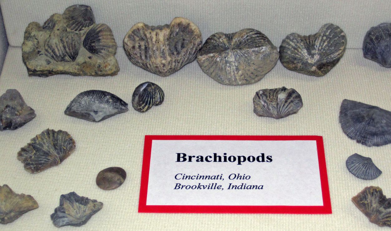 Patterns Across Europe Suggest A Shared Curiosity