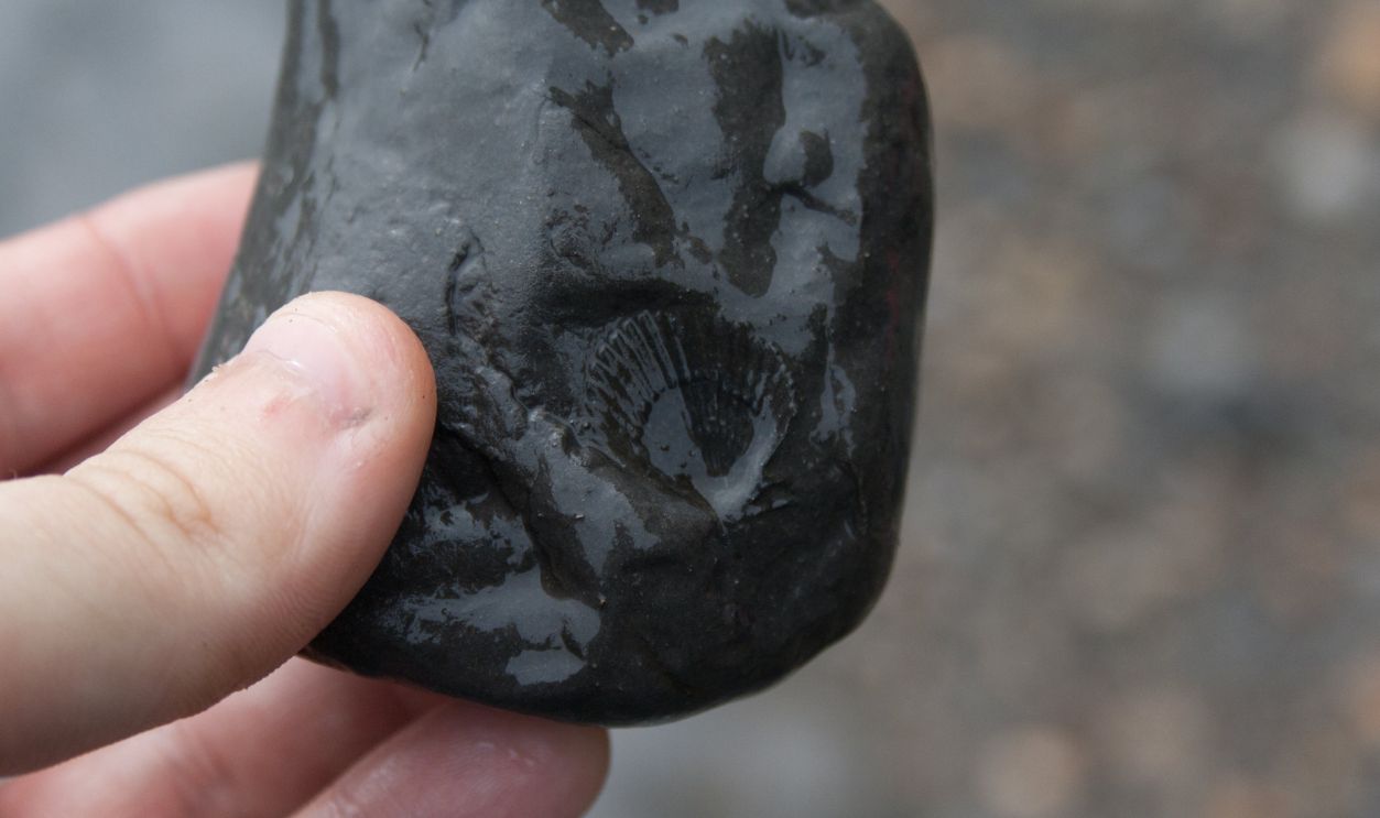 The Discovery Of Fifteen Marine Fossils