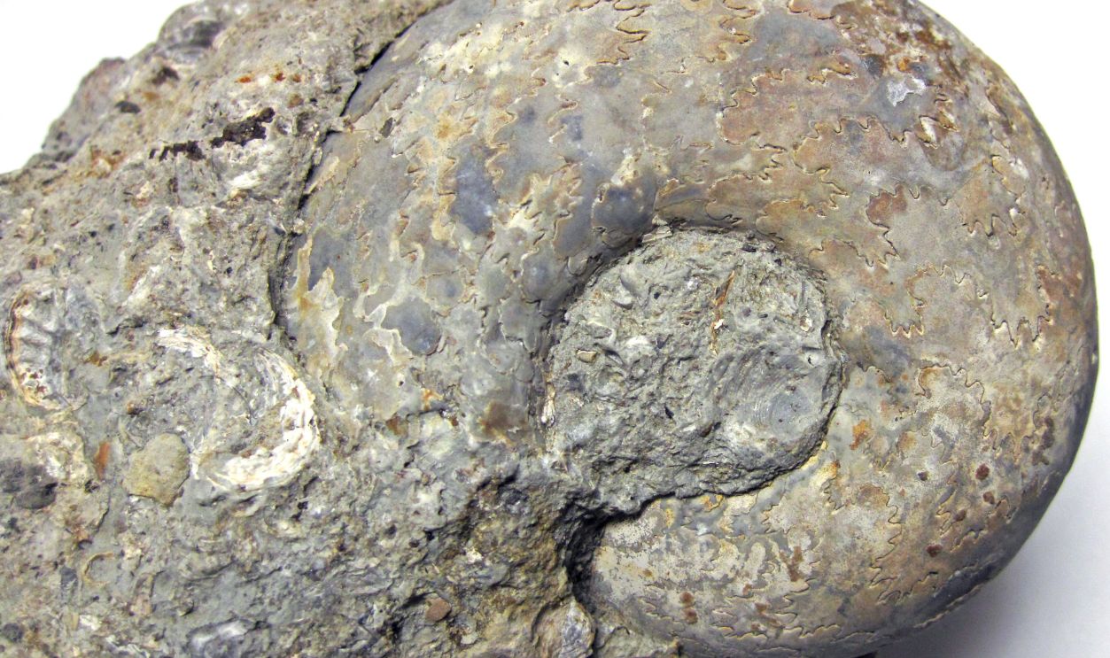Fossils From The Upper Cretaceous Period