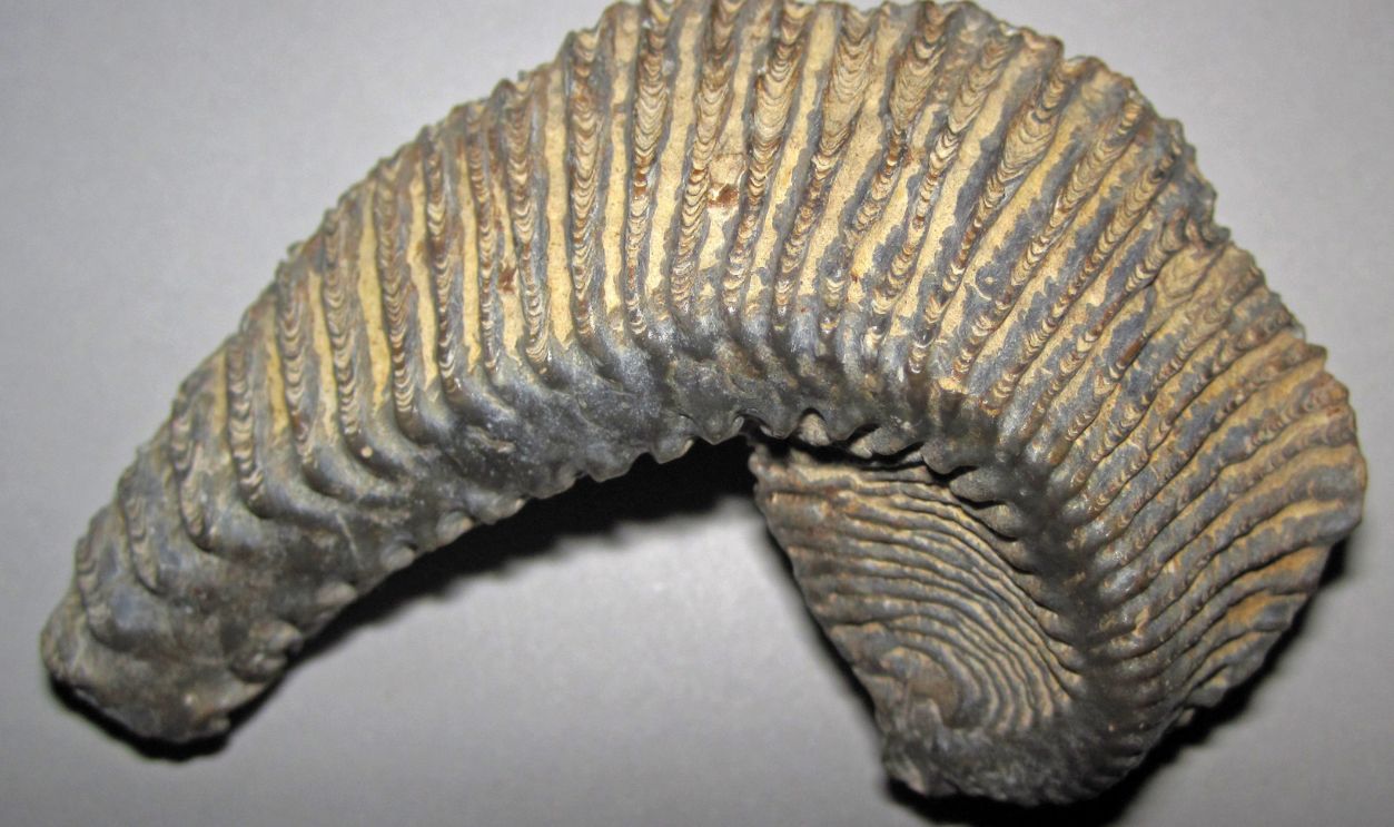 No Signs Of Practical Use Or Modification