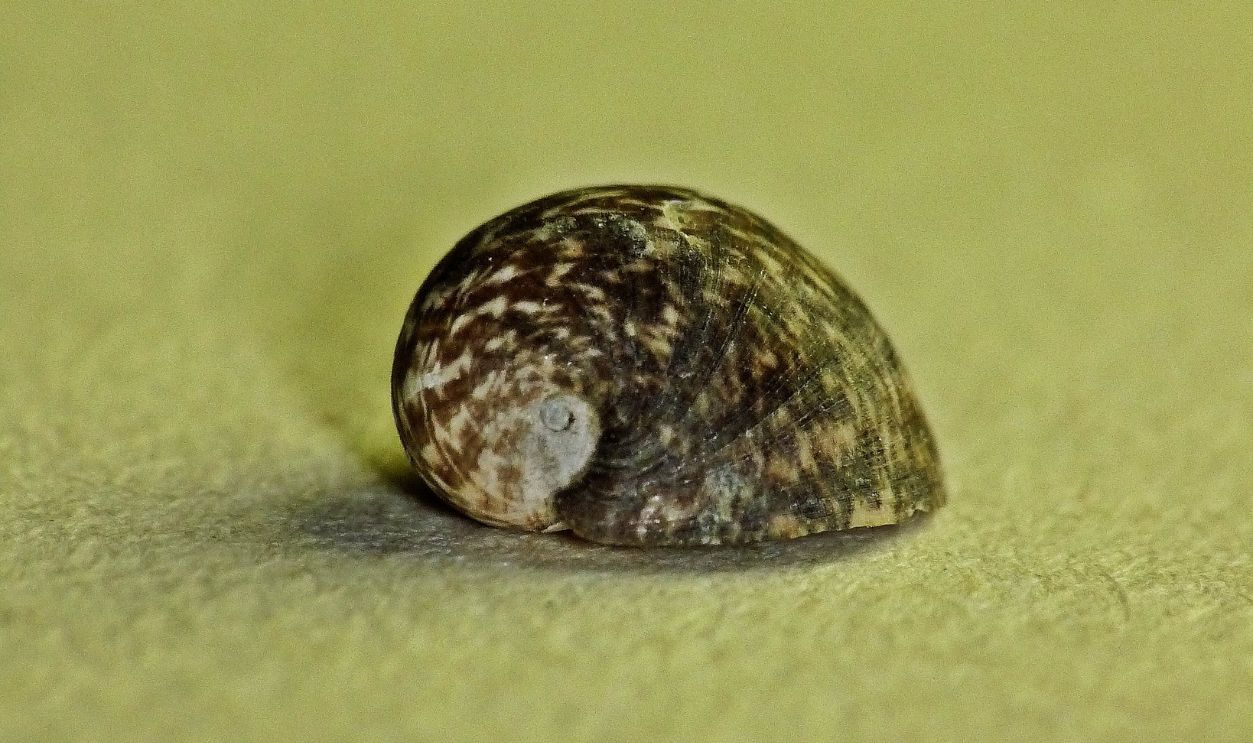 Evidence Suggesting Child Involvement