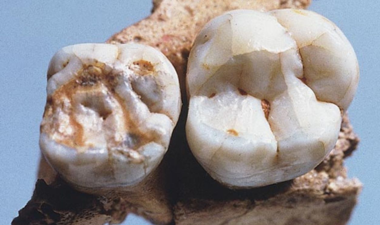 Evidence Highlights Presence Of Kids